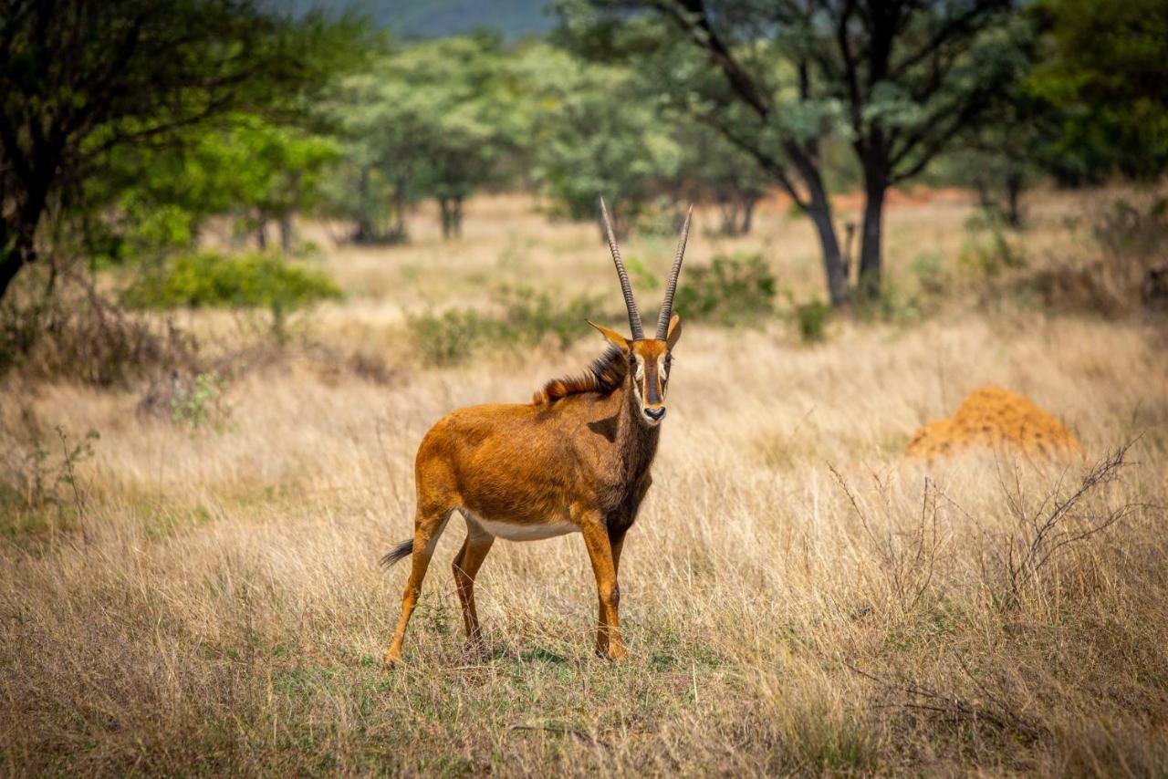 Nungu Game Lodge Lephalale Exteriér fotografie